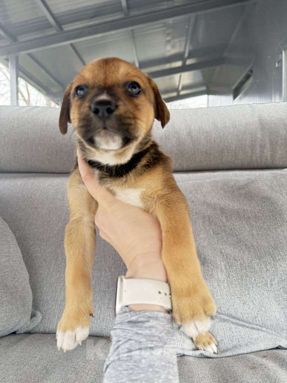 Собаки в других городах Калининградской области: Р Мальчик, Бесплатно - фото 6