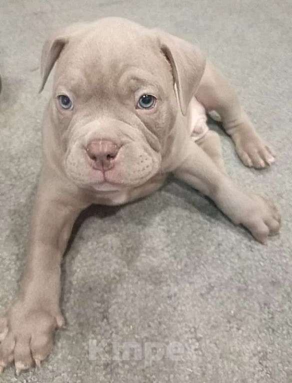 Собаки в Санкт-Петербурге: Мальчик Мальчик, 150 000 руб. - фото 2