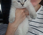 Кошки в Ростове-на-Дону: Шотландский прямоухий котёнок Девочка, 5 000 руб. - фото 3