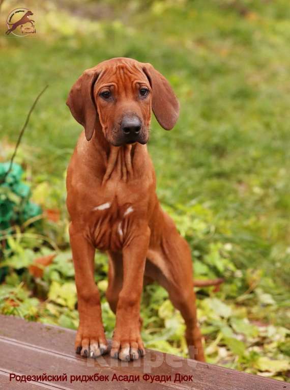 Собаки в Одинцово: Щенок родезийского риджбека. Мальчик. Мальчик, Бесплатно - фото 2