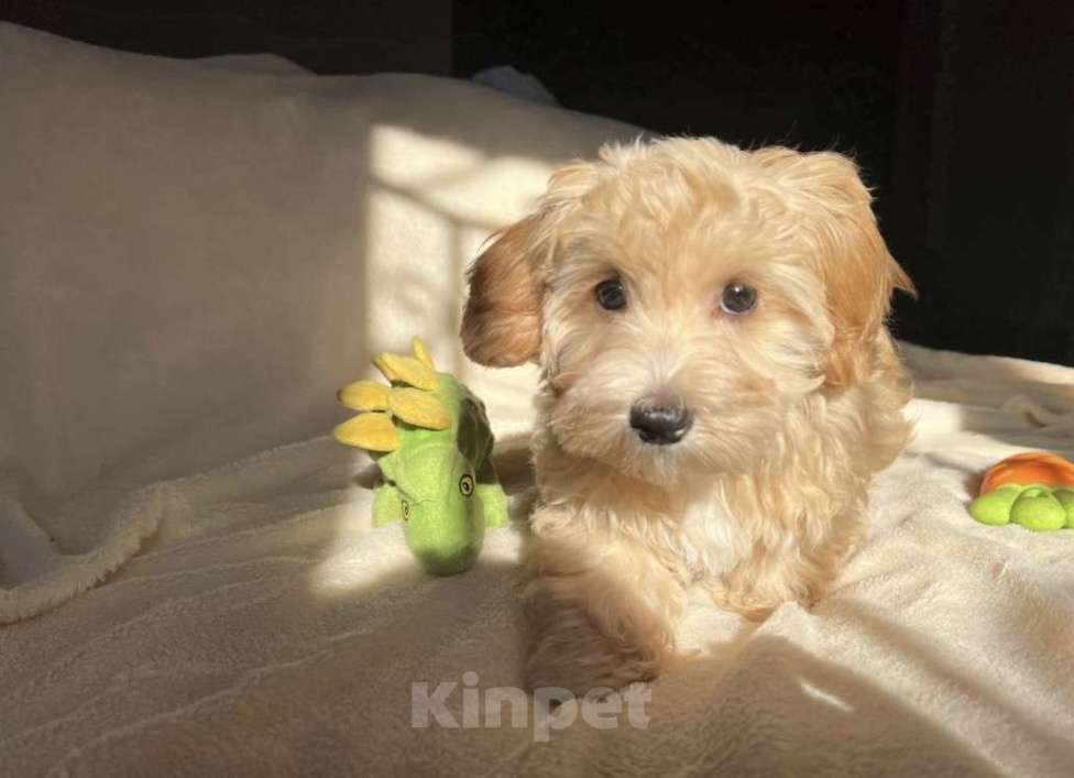 Собаки в Магнитогорске: Мальчик мальтипу мини кремовый пухляш 3 мес Мальчик, 75 000 руб. - фото 5