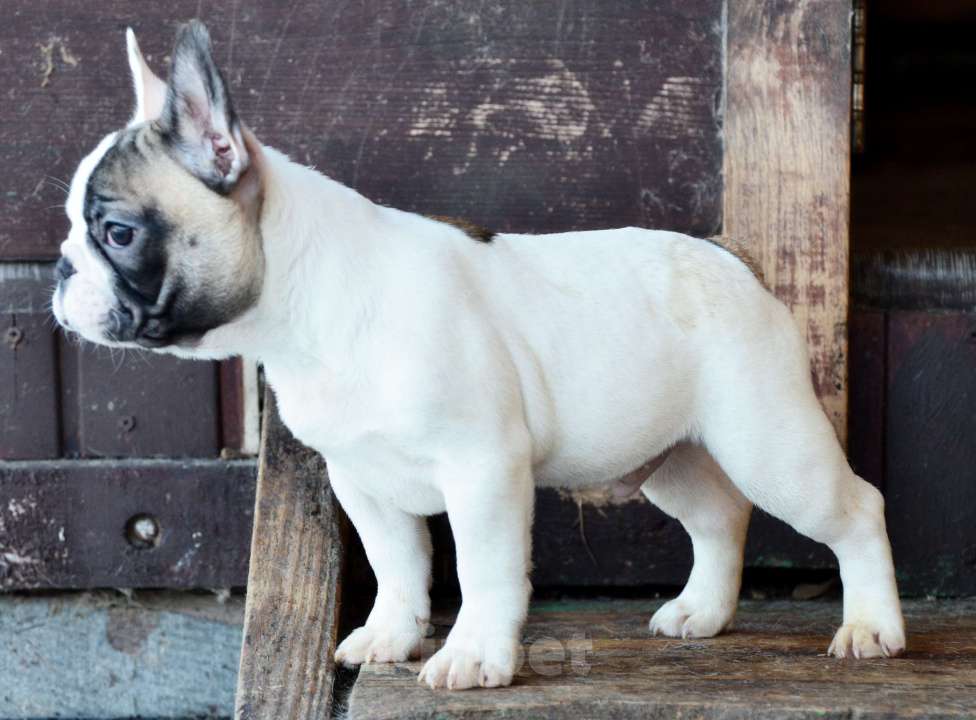 Собаки в Старом Купавне: Щенок Французский бульдог Мальчик, Бесплатно - фото 3