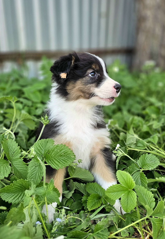 Собаки в Челябинске: Австрвлийская овчарка / сука Девочка, 45 000 руб. - фото 4