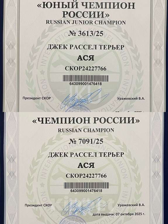 Собаки в Пензе: Продам щенка джек-рассела-терьера Мальчик, 40 000 руб. - фото 5