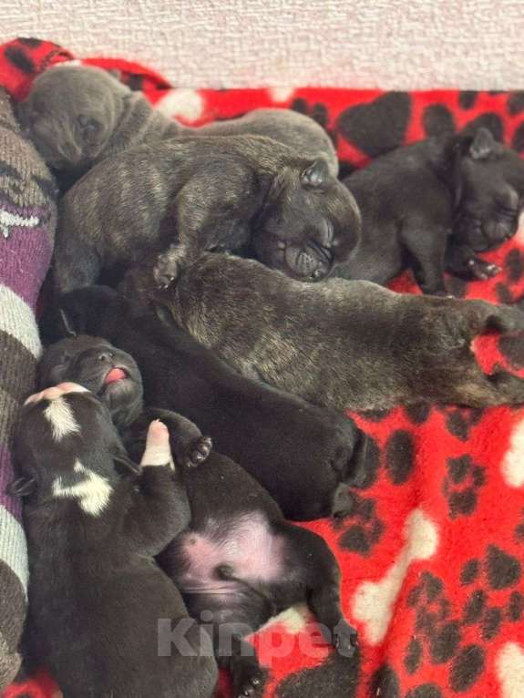 Собаки в Ростове-на-Дону: Малыши французского бульдога Мальчик, Бесплатно - фото 3