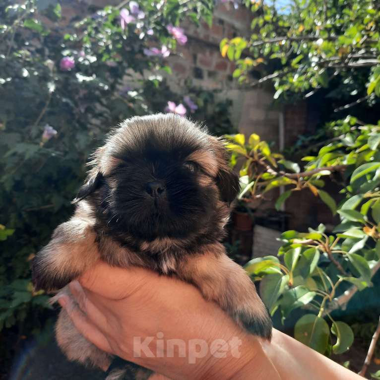 Собаки в Москве: Щенок ши-тцу мальчик Мальчик, 40 000 руб. - фото 4