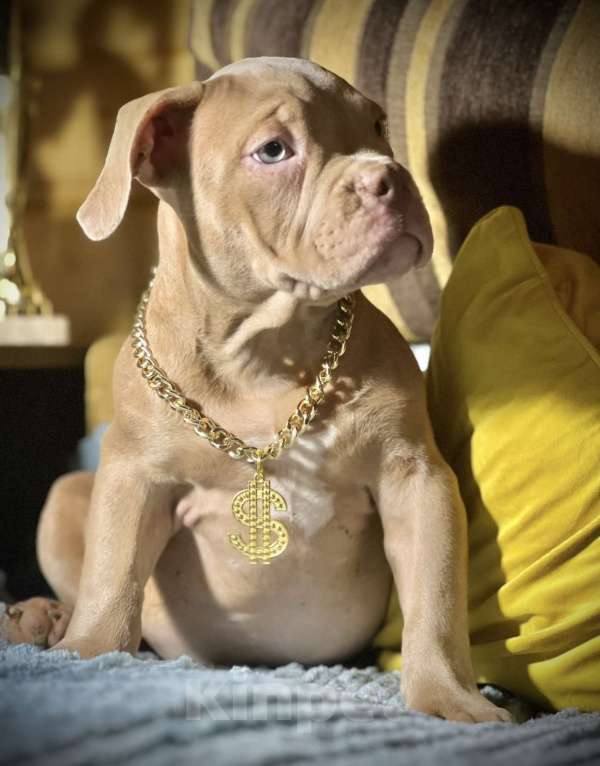Собаки в Москве: Американский булли щенок Мальчик, 150 000 руб. - фото 3