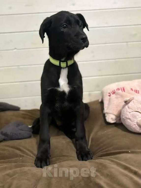 Собаки в Москве: Ищут дом чудесные щенки Арчи, Оскар и Тея. Мальчик, Бесплатно - фото 1