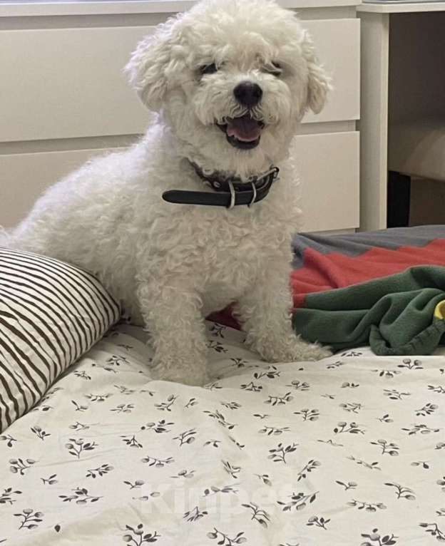 Собаки в Москве: Отдам в добрые руки Мальчик, Бесплатно - фото 8