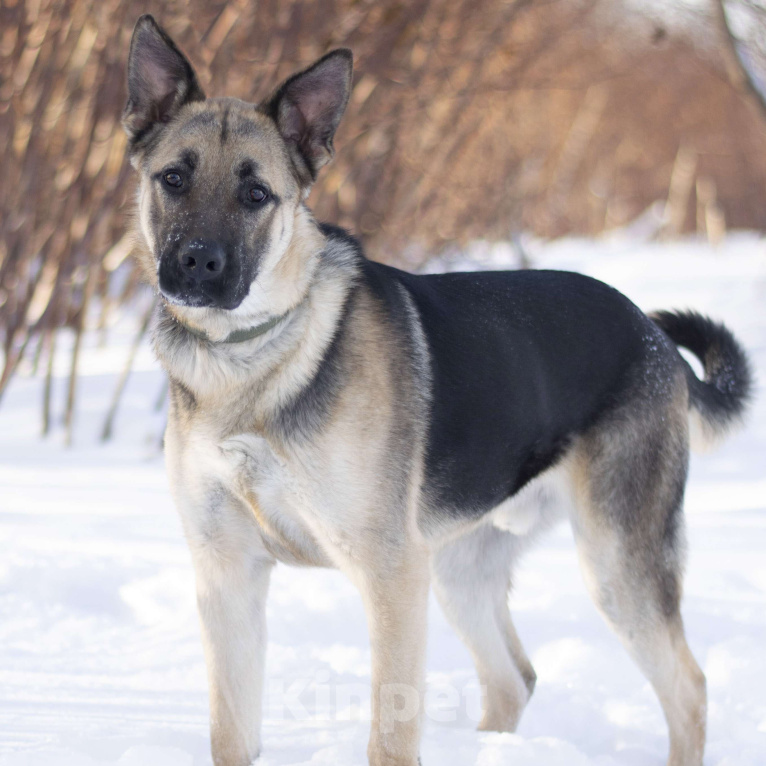Собаки в Москве: Руф Мальчик, Бесплатно - фото 2