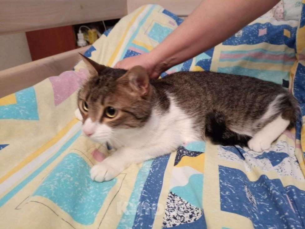 Кошки в Москве: Ласковый котик в добрые руки Мальчик, Бесплатно - фото 3