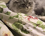 Кошки в Касимове: Вязка, 1 500 руб. - фото 7