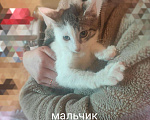 Кошки в Малоархангельске: Котята, Бесплатно - фото 5