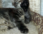 Кошки в Кашине: Котёнок полидакт, 1 руб. - фото 5
