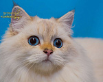 Кошки в Симферополе: Золотая шиншилла-пойнт Мальчик, 50 000 руб. - фото 1