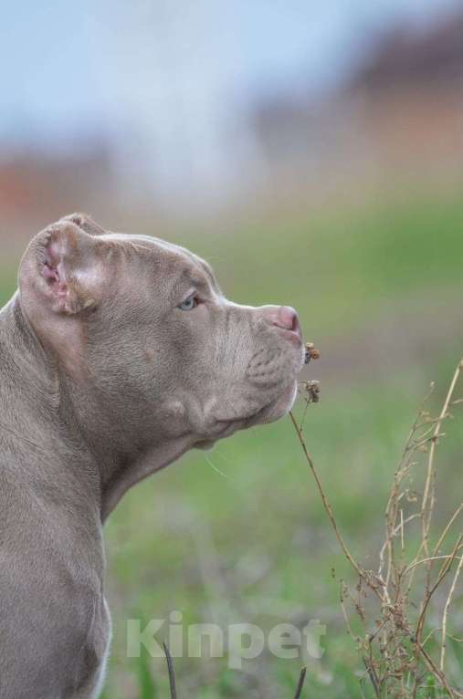 Собаки в других городах Краснодарского края: Шикарный мальчик породы Американский булли Мальчик, Бесплатно - фото 3