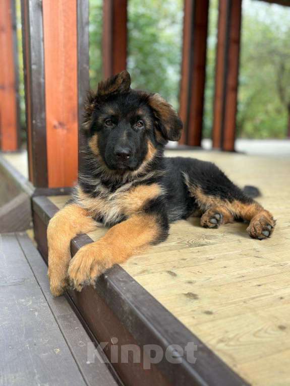 Собаки в Долгопрудном: Щенки немецкой овчарки Девочка, 35 000 руб. - фото 2