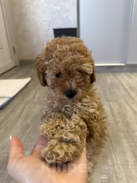 Собаки в Новосибирске: Той-пудель мальчик Мальчик, 35 000 руб. - фото 3