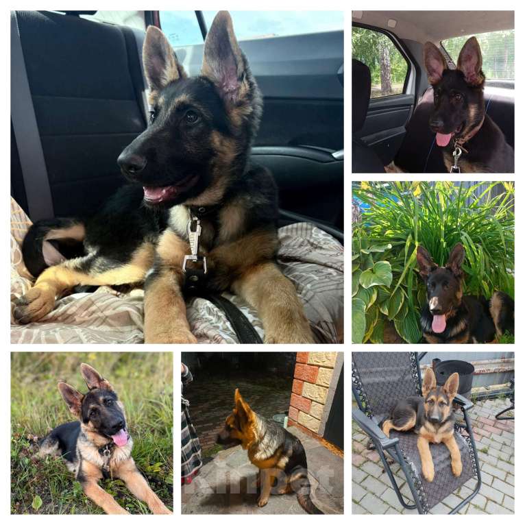 Собаки в Екатеринбурге: Продажа Девочка, 15 000 руб. - фото 8