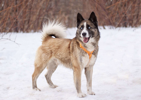 Красавчик Руди! В поисках дома и любящей семьи