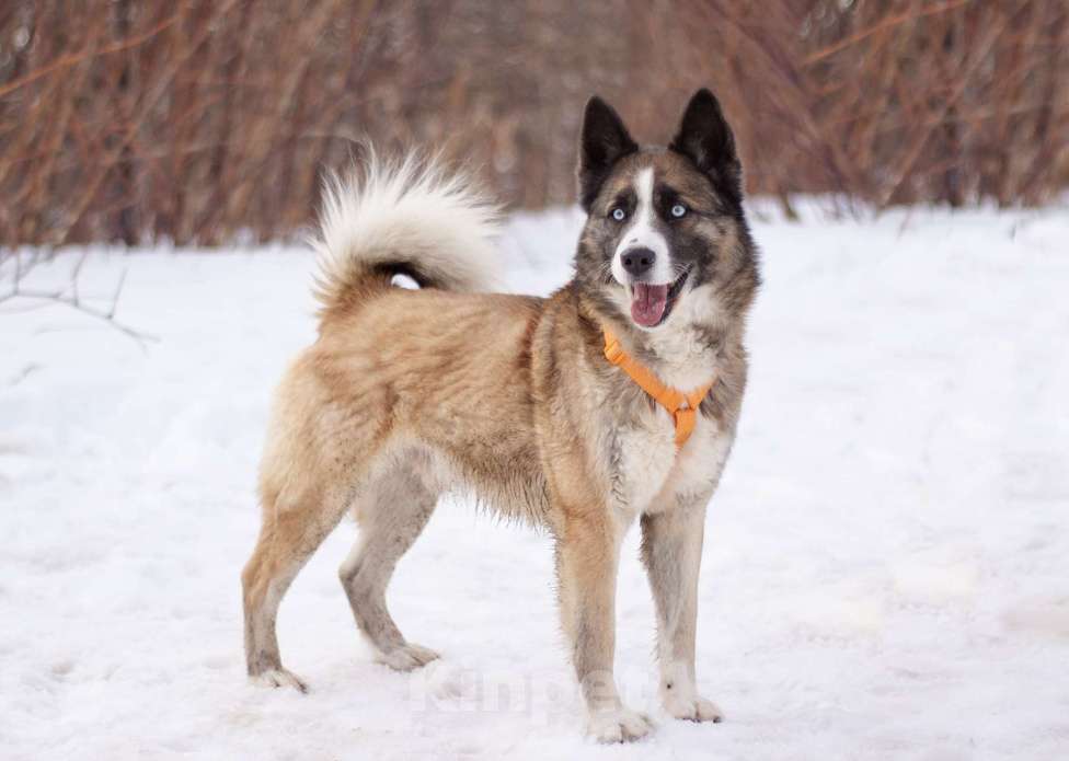 Собаки в Москве: Красавчик Руди! В поисках дома и любящей семьи Мальчик, Бесплатно - фото 1