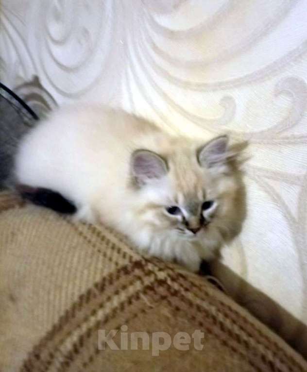 Кошки в Химках: Котята к Новому Году Мальчик, 15 000 руб. - фото 3