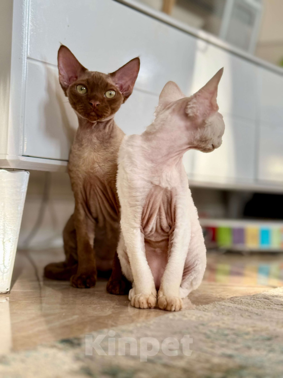 Кошки в Москве: Мальчик шоколадный Quick  Мальчик, 50 000 руб. - фото 6