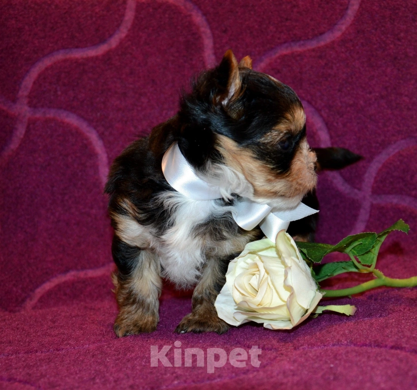 Собаки в Москве: Щенок-мальчик цветного йорка  Мальчик, 25 000 руб. - фото 3