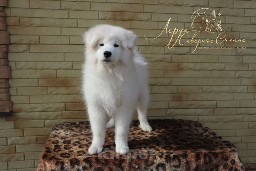Собаки в Череповце: Щенок Самоеда/Самоедской Собаки Девочка, 50 000 руб. - фото 1