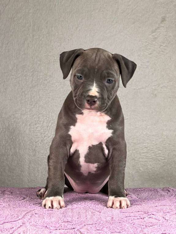 Собаки в Москве: Шикарная девочка амстаффа Девочка, 130 000 руб. - фото 2