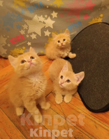 Кошки в Красногорске: Отдам котят рыжих Девочка, Бесплатно - фото 1