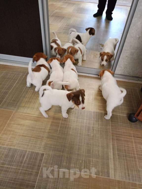 Собаки в других городах Ростовской области: Продаются щенки Мальчик, 12 000 руб. - фото 2