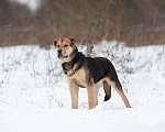 Собаки в Москве: Самый добрый щенок тоскует в приюте Мальчик, Бесплатно - фото 1