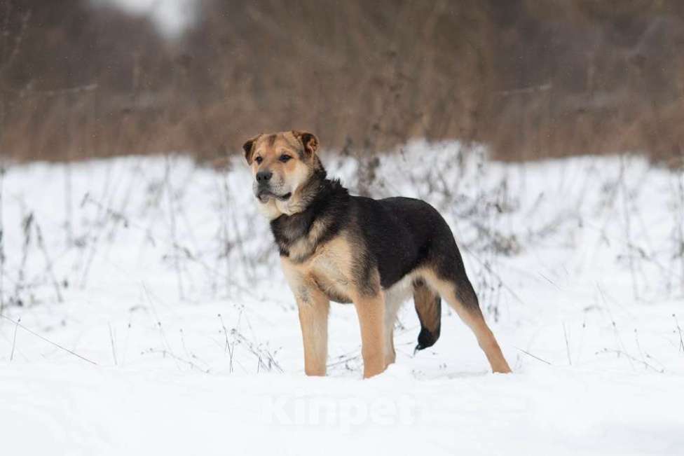 Собаки в Москве: Самый добрый щенок тоскует в приюте Мальчик, Бесплатно - фото 1