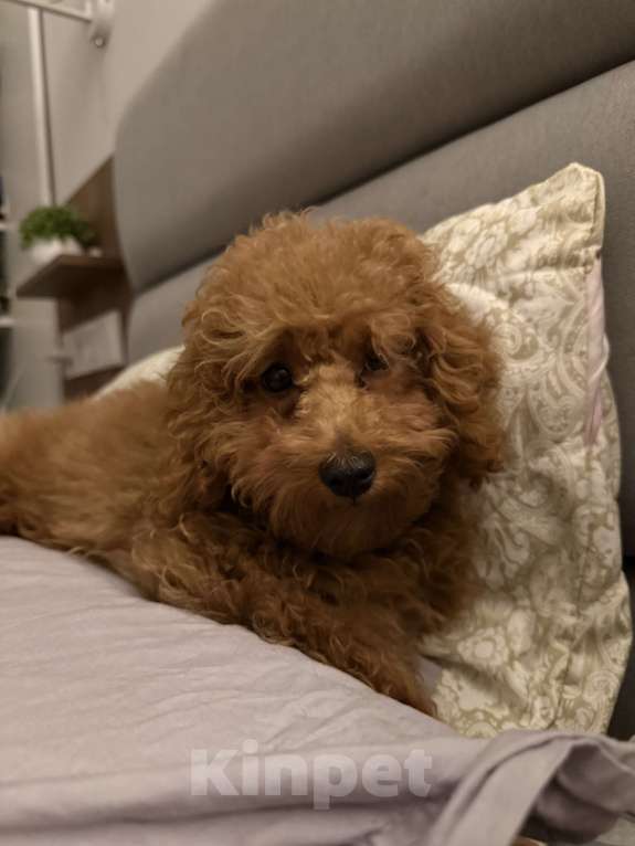 Собаки в Москве: Той-пудель щенок Мальчик, 50 000 руб. - фото 2