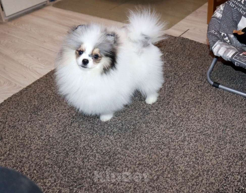 Собаки в Москве: Самый нарядный МРАМОРНЫЙ шпиц Мальчик, 39 000 руб. - фото 4