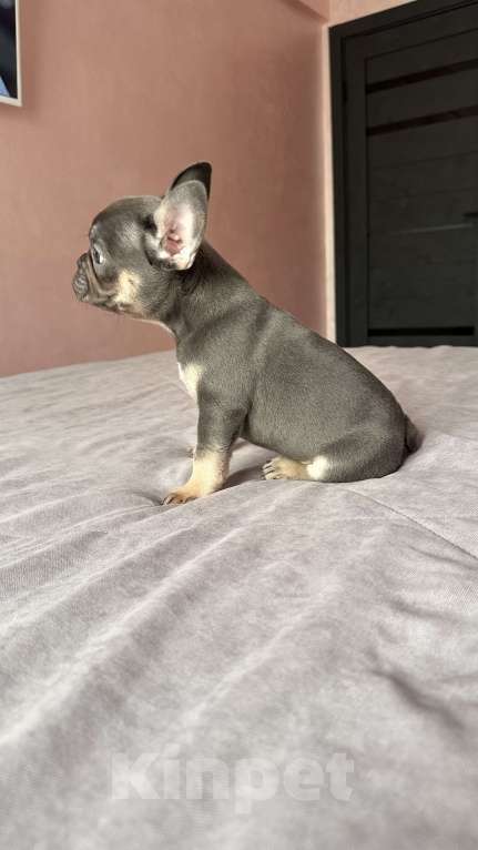 Собаки в Иркутске: Лакки Дуглас Мальчик, 65 000 руб. - фото 5