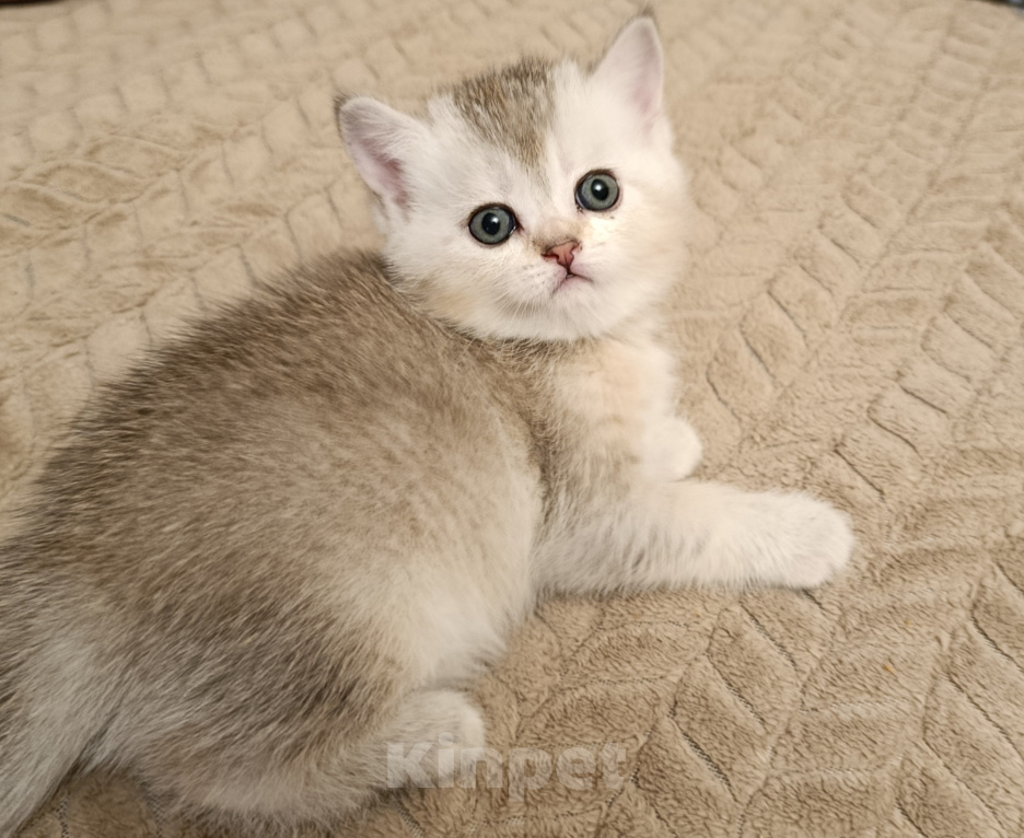 Кошки в Балашихе: Плюшевые милашки Девочка, 15 000 руб. - фото 3