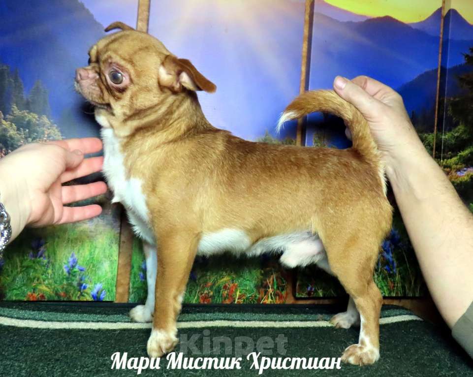 Собаки в Санкт-Петербурге: Чихуахуа с гарантией здоровья веса размера окраса Мальчик, 25 000 руб. - фото 4