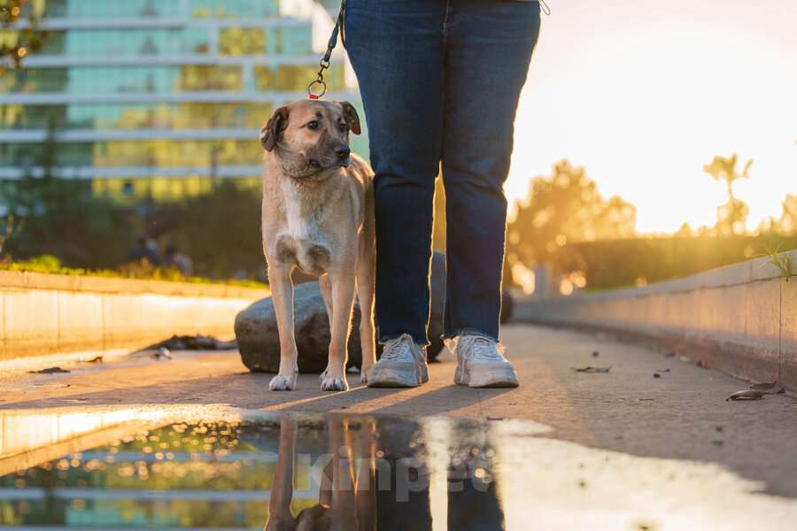 Кошки в Москве: Очень покладистый и спокойный мальчик с доброй душой ищет дом Девочка, Бесплатно - фото 8