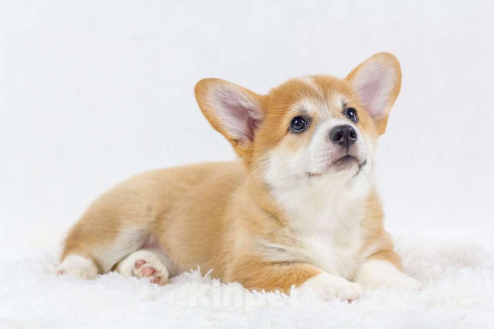 Собаки в Москве: Очаровательные щенки Вельш Корги Пемброк Мальчик, 70 000 руб. - фото 2