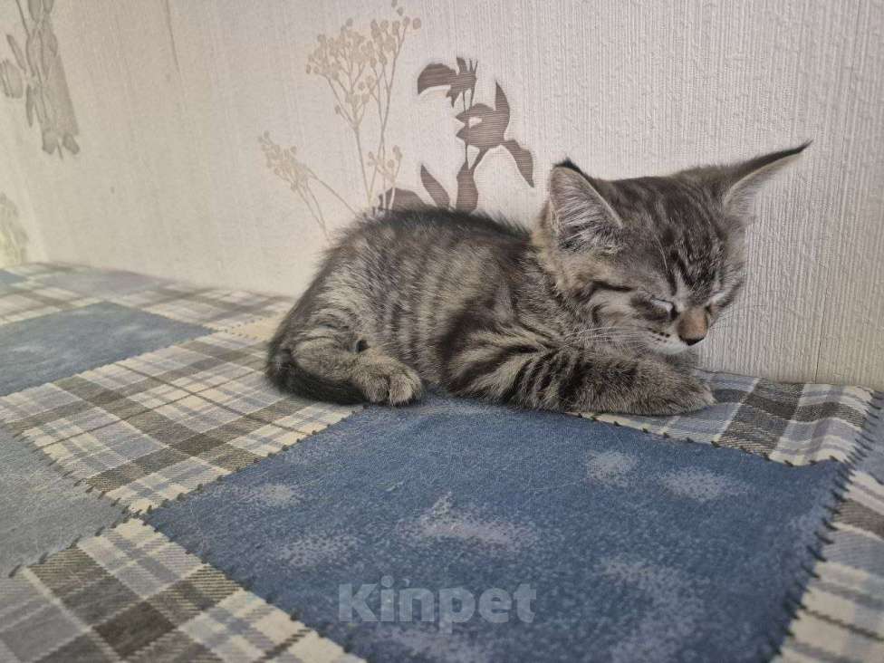 Кошки в Новосибирске: Отдам в добрые руки Девочка, Бесплатно - фото 2