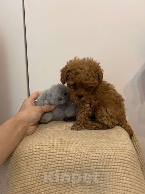 Собаки в Москве: Ред браун микро Девочка, 120 000 руб. - фото 3