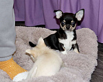 Собаки в Лобне: Ласковый красавчик чихуахуа Мальчик, 55 000 руб. - фото 4