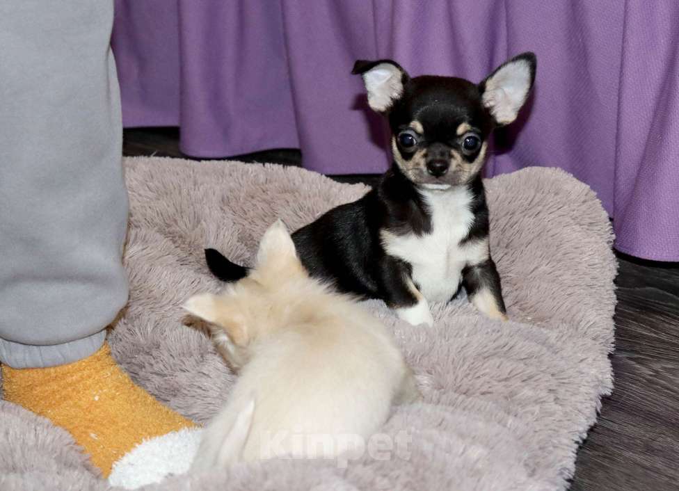 Собаки в Лобне: Ласковый красавчик чихуахуа Мальчик, 55 000 руб. - фото 4
