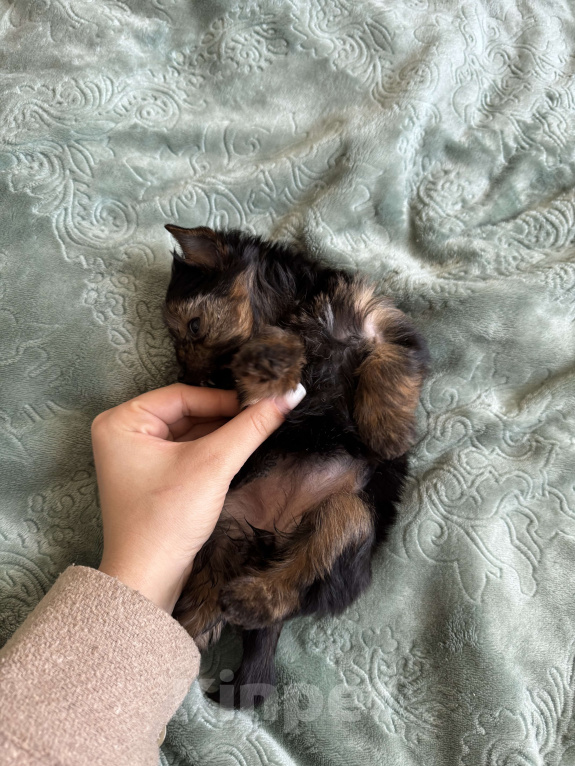Собаки в Москве: Щенок йоркширский терьер  Девочка, 28 000 руб. - фото 3