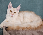 Кошки в Мытищах: Котёнок Мейн-кун Мальчик, 30 000 руб. - фото 6