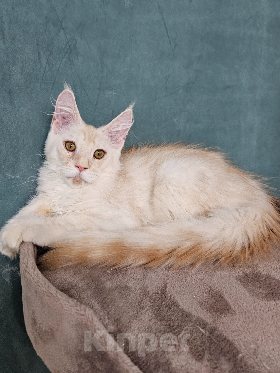 Кошки в Мытищах: Котёнок Мейн-кун Мальчик, 30 000 руб. - фото 6