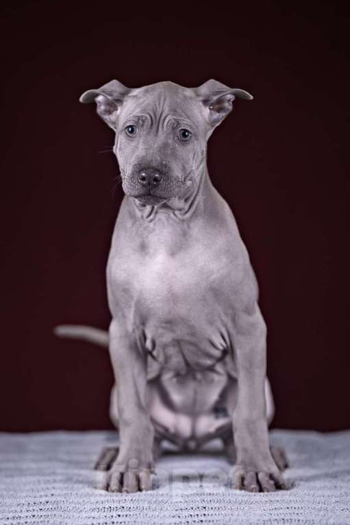 Собаки в других городах Московской области: Щенок Тайского Риджбека Девочка, 100 000 руб. - фото 1