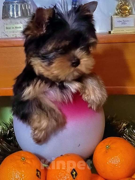 Собаки в Москве: Йоркширский терьер. Мальчик  Мальчик, Бесплатно - фото 1